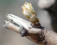 First grape shoot