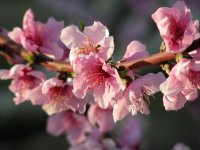 Peach trees flowering