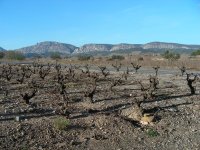 Vineyards in the south of France in January