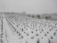 Vineyards in the snow